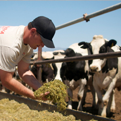 Farm worker feeding fresh hay to the Hollandia cows
