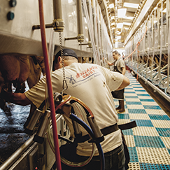 Photo inside the Hollandia Dairy Factory