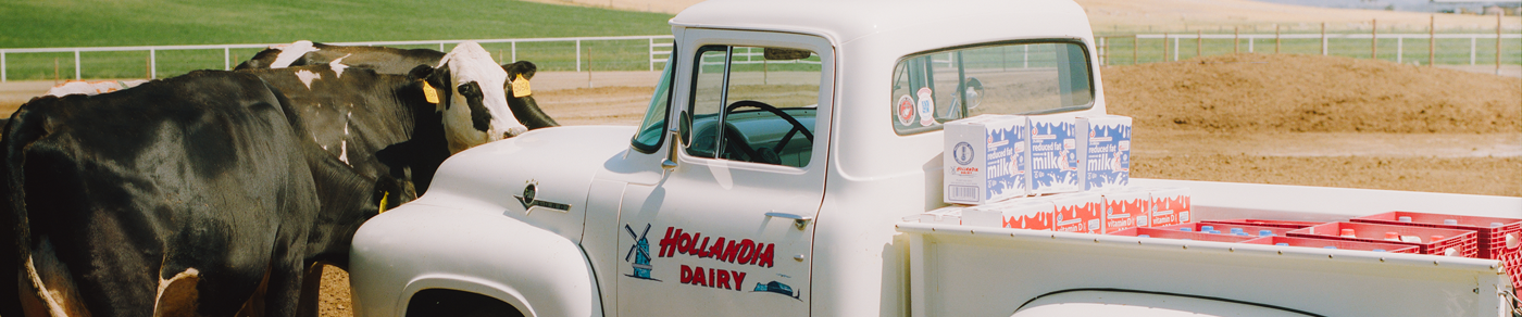 Cows in the Field with a Hollandia Dairy Truck